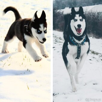 Sibiřský husky - 4