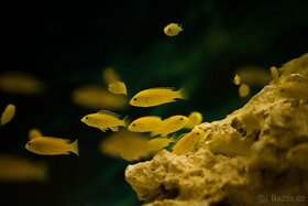 Akvarijní rybičky-Tlamovci-Malawi,Viktoriino jezero - 4