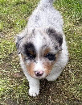 Australský ovčák s PP, blue merle a black tricolor feny - 4