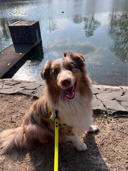 Australský ovčák bez PP - 4