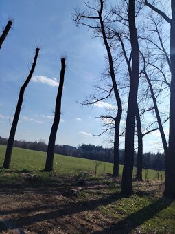 Topol prkna,fosny - 4