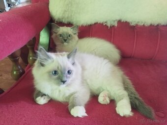 Ragdoll koťata - 4