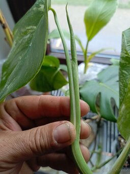 Monstera albovariegata - 4