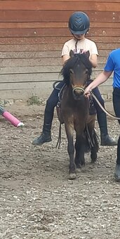 Valach pony - 4