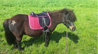 Pony na prodej - 4