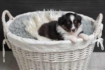 Sheltie/Šeltie - 4