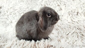 Zakrslý beránek, králíček, králík - CRISTIAN - 4