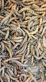 Nabízím krmný hmyz - octomilky 50kč - 4