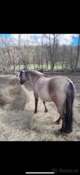 Konik Polski - 4