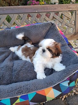Shih-tzu, shihtzu - 4