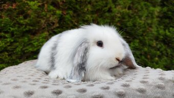 Zakrslý beránek, králíček, králík - MINDY - 4