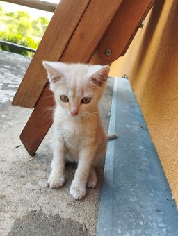 DARUJI 2 KOŤATA - 4