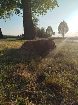 Cane Corso - 4