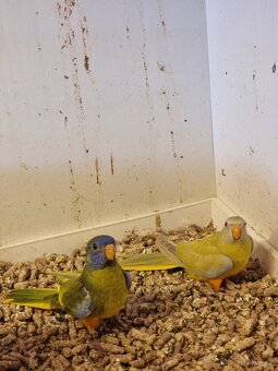 Neofema modrohlava mutace - 4