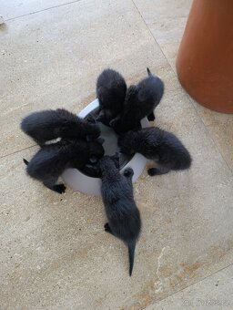 Britské koťátko - 4