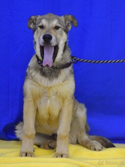 Felipe hledá domov - 4