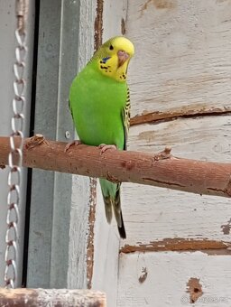 Andulka, papoušek vlnkovaný - 4