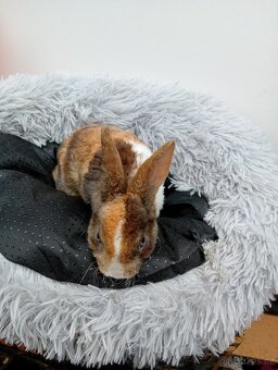 Zakrslý králíček rex I1 - 4