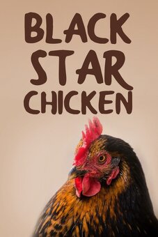 Násadové vajcia a kuriatka vysokoznáškové BlackStar originál - 4