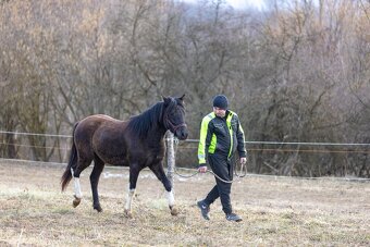 Huculský hřebec, Hucul, malý kůň, pony, tobiano - 4