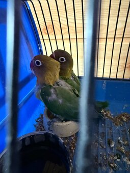 Agapornis mláďě - 4