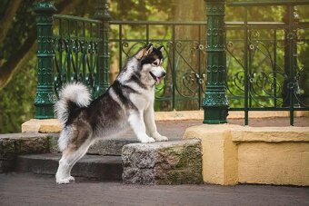 Štěňátka Aljašský malamut - 4