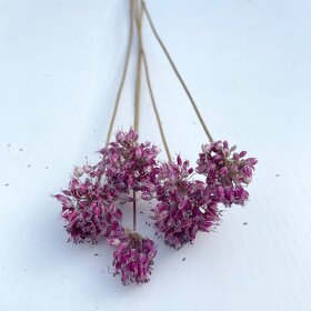 Sušené květiny - 4