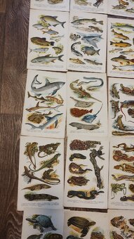 Atlas korbův příruční - 4