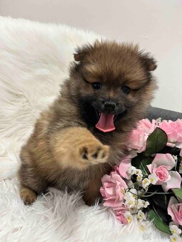 Německý špic střední - 4