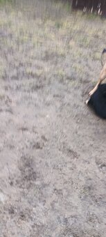 Štěňatko Nemecky ovcak bez PP - 4