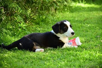 Welsh corgi cardigan - 4
