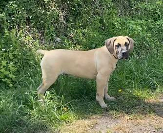Boerboel štěně (FCI pp) - 4
