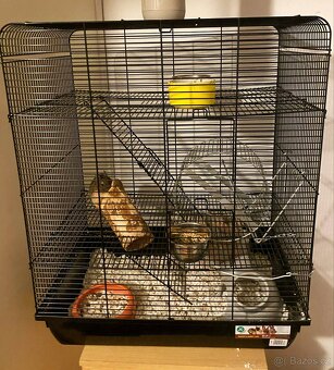 Osmák degu - 4