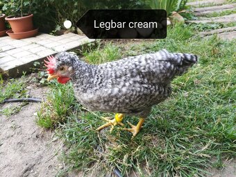 Prodám kohouta Leghorn, Vlaška rodobarva, Legbar cream - 4