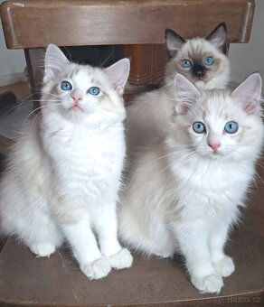 Kočičky ragdoll s PP, - 4