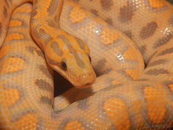 Epicrates cenchria cenchria a maurus,python regius - 4