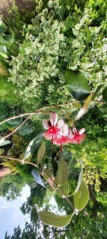 Dvě Aky jedlé - Acca sellowiana - Fejchoa - 4