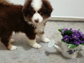 Štěňata Miniaturní Americký ovčák s PP(FCI) - 4