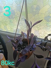 Tradescantia pallida, Voděnka fialová - 4