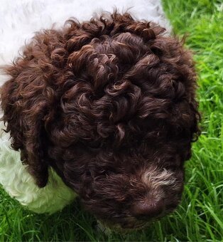 Lagotto romagnolo - pejsek - 4