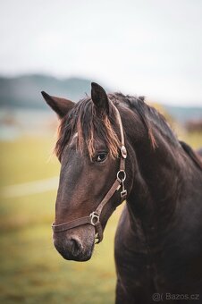 Prodám hřebečka - 4