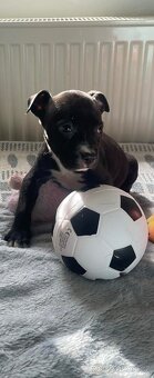 Americký stafordšírský teriér - 4