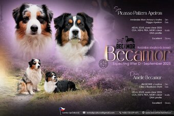 australský ovčák - štěňata s PP - 4