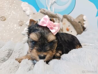 Biewer, golddust jorkšírský teriér s PP - 4