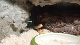 Užovka červená- Albino, Snow - 4