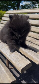 Prodám pejska německý špic malý(pomerian) - 4