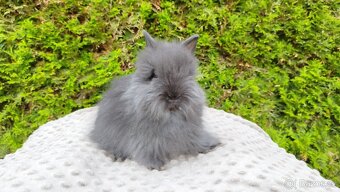 Zakrslý králík, králíček -(TEDDY)-OLAF,OLIVER,OLINA - 4