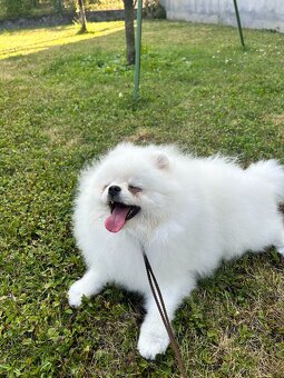 Pomeranian s PP, chovatelská stanica Nucháčik poms - 4