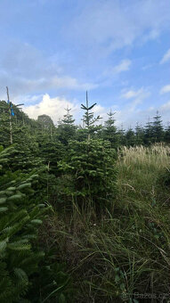 Vánoční stromky z kavkazské jídle, řezané 1,70-2,00 smre - 4