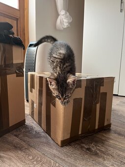 Prodám zvídavého kocourka - 4